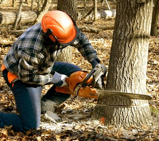 Arborist assessing tree health in South Dakota